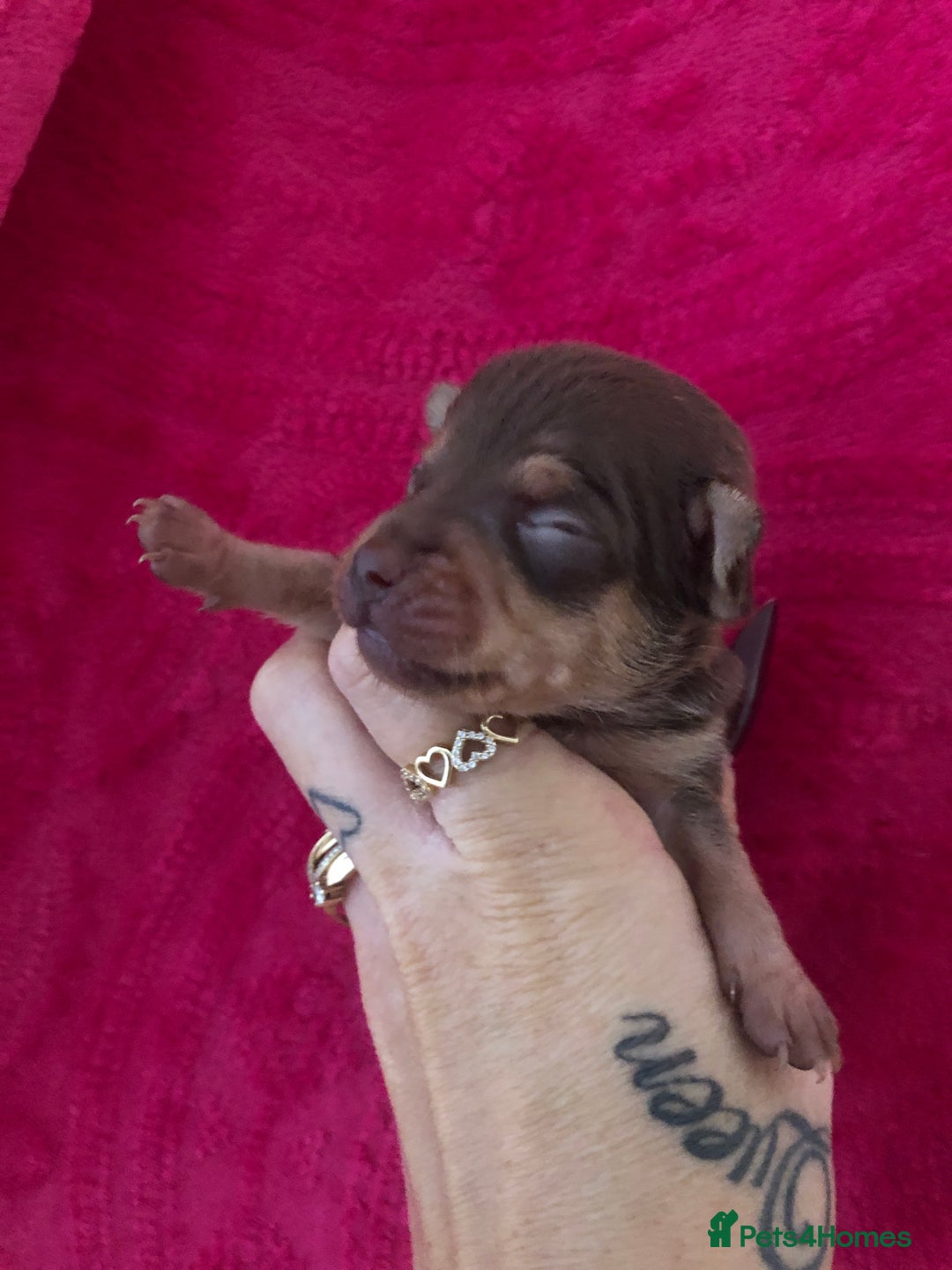 Chihuahua dogs for sale: Beautiful little Chi ready to reserve  - Image 12