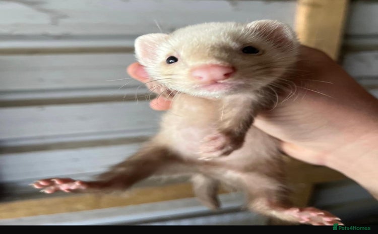 Ferret rodents - Advert 9