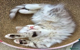 Munchkin cats for sale: ⭐️⭐️-3x TICA Munchkins - Super Short Legs-⭐️⭐️  - Image 29