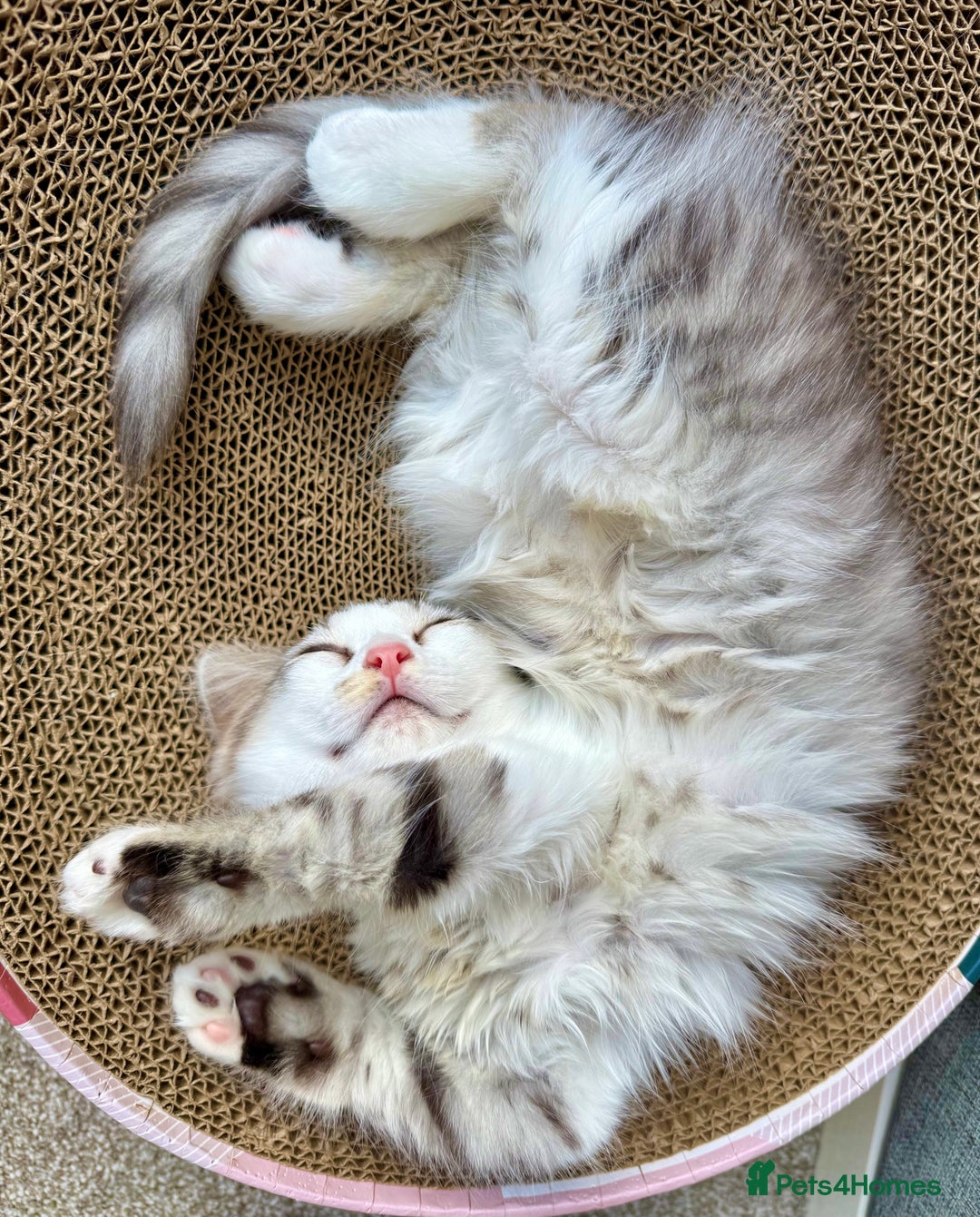 Munchkin cats for sale: ⭐️⭐️-3x TICA Munchkins - Super Short Legs-⭐️⭐️  - Image 29