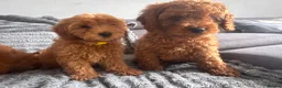 Cockapoo dogs for sale: F2 Cockapoo Puppies READY TO LEAVE 2 girls remain - Advert 19