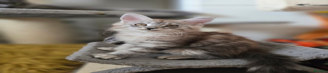 Maine Coon Kitten 2