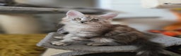 Maine Coon cats for sale: Maine Coon kittens  - Advert 9