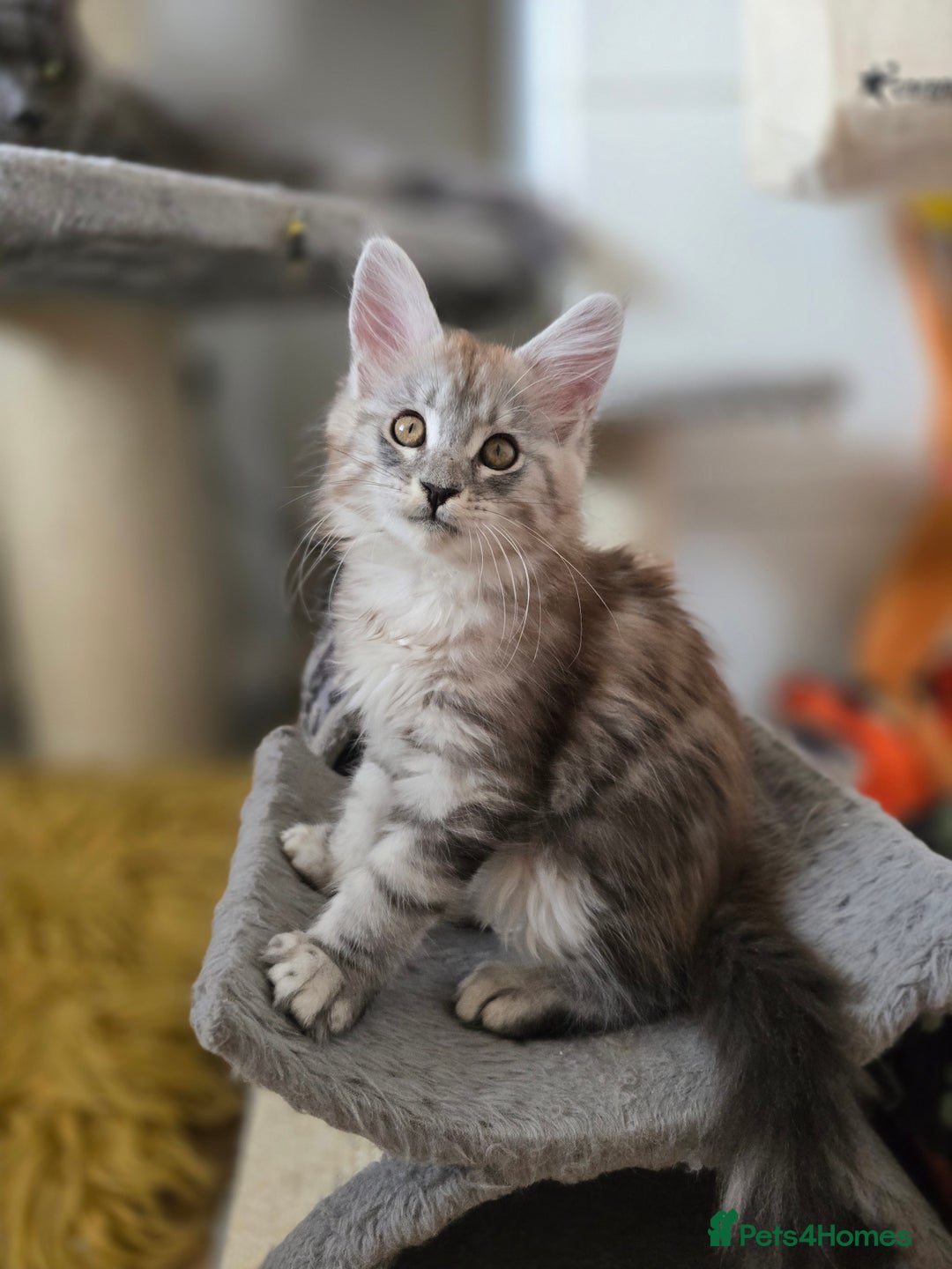 Maine Coon cats for sale: Maine Coon kittens  - Image 4