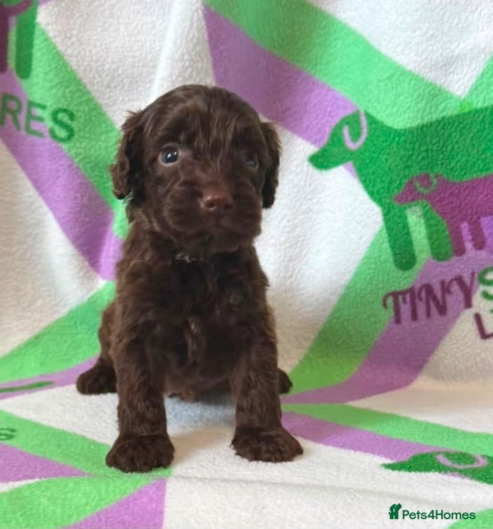 Cockapoo dogs F1 mini Cockapoo’s 30 dna health tested clear  - Advert 2