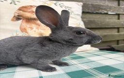 Rex rabbits for sale: Gorgeous mini Rex rabbits  - Image 6