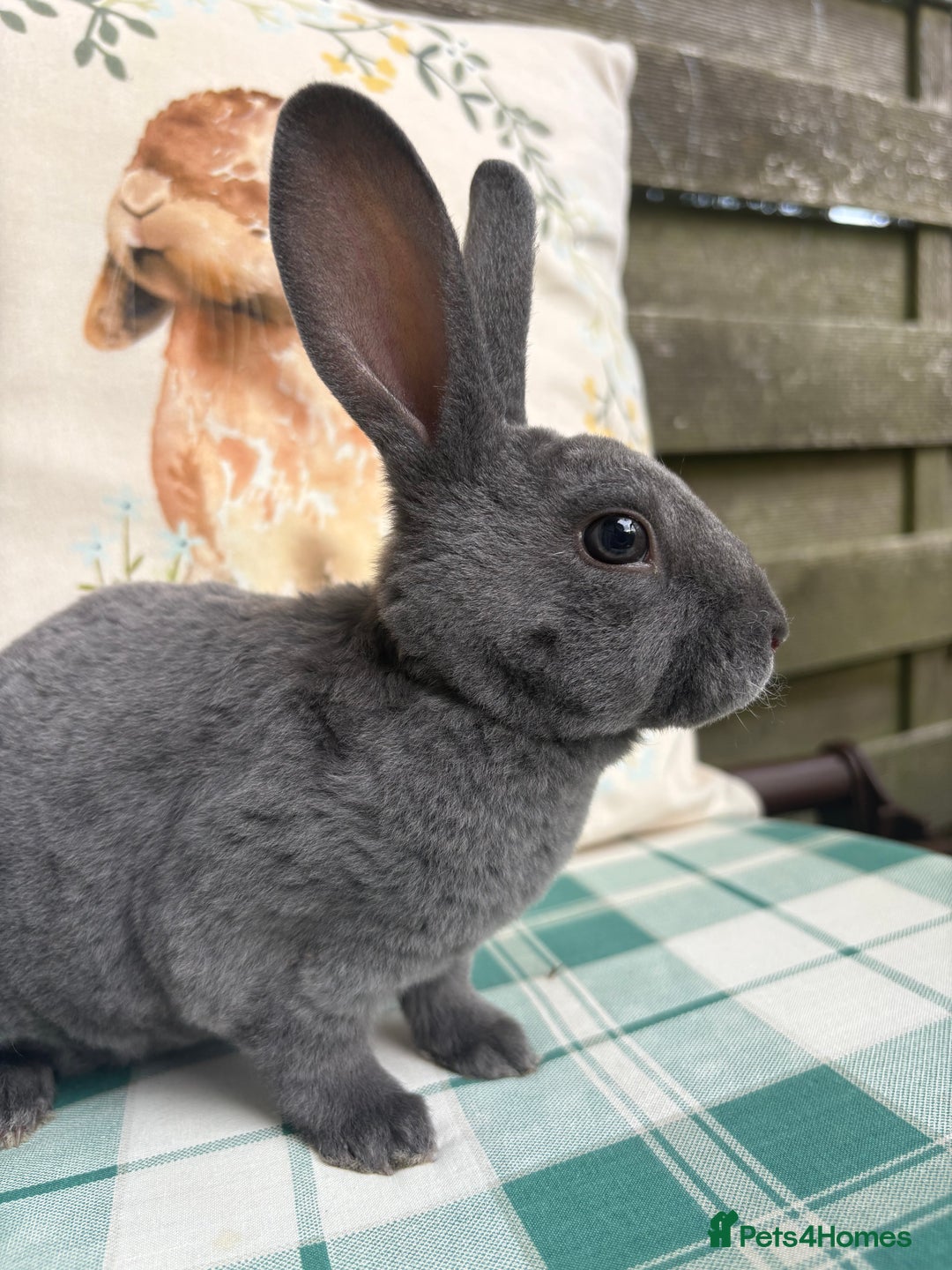 Rex rabbits for sale: Gorgeous mini Rex rabbits  - Image 6