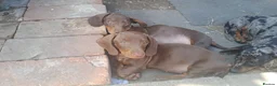 Dachshund dogs for sale: beautiful puppies  - Advert 4