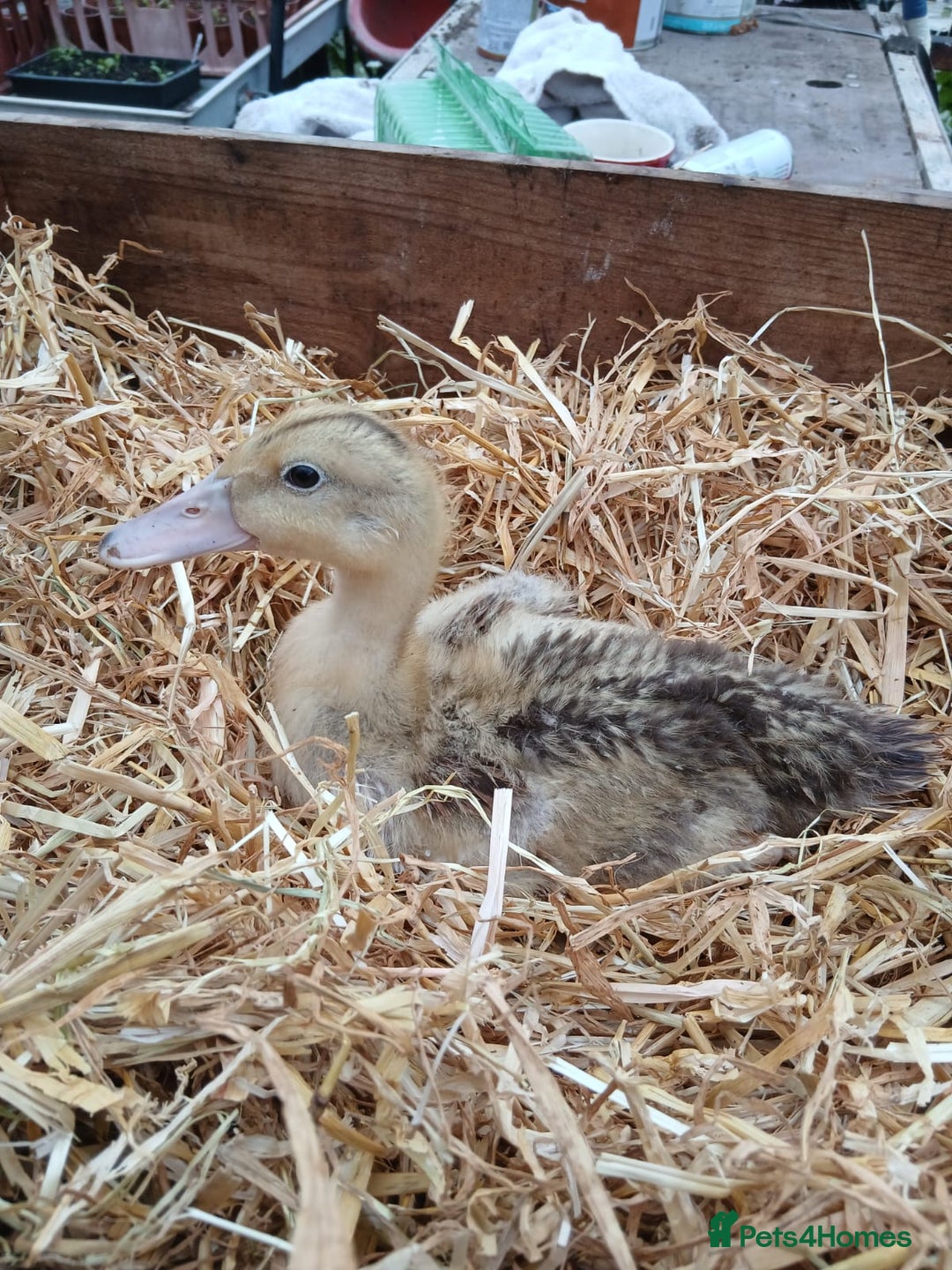 Ducks poultry for sale: Mixed Colour Ducklings for sale - Image 3