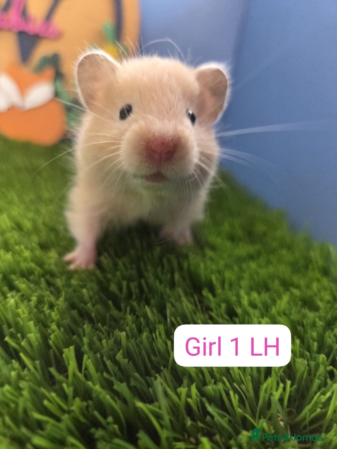 Hamster rodents for sale: Baby Syrian Hamsters Males Boys Females Girls - Image 10