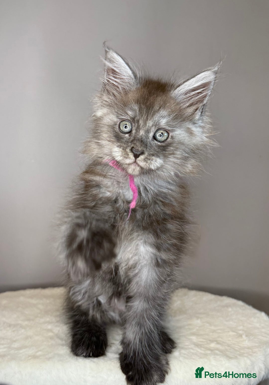 Maine Coon cats for sale: LAST Female Black Smoke Maine Coon kittens - Advert 2