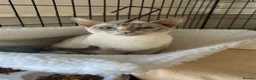 Siamese cats for sale: BSH X Lilac Point Siamese  - Advert 1