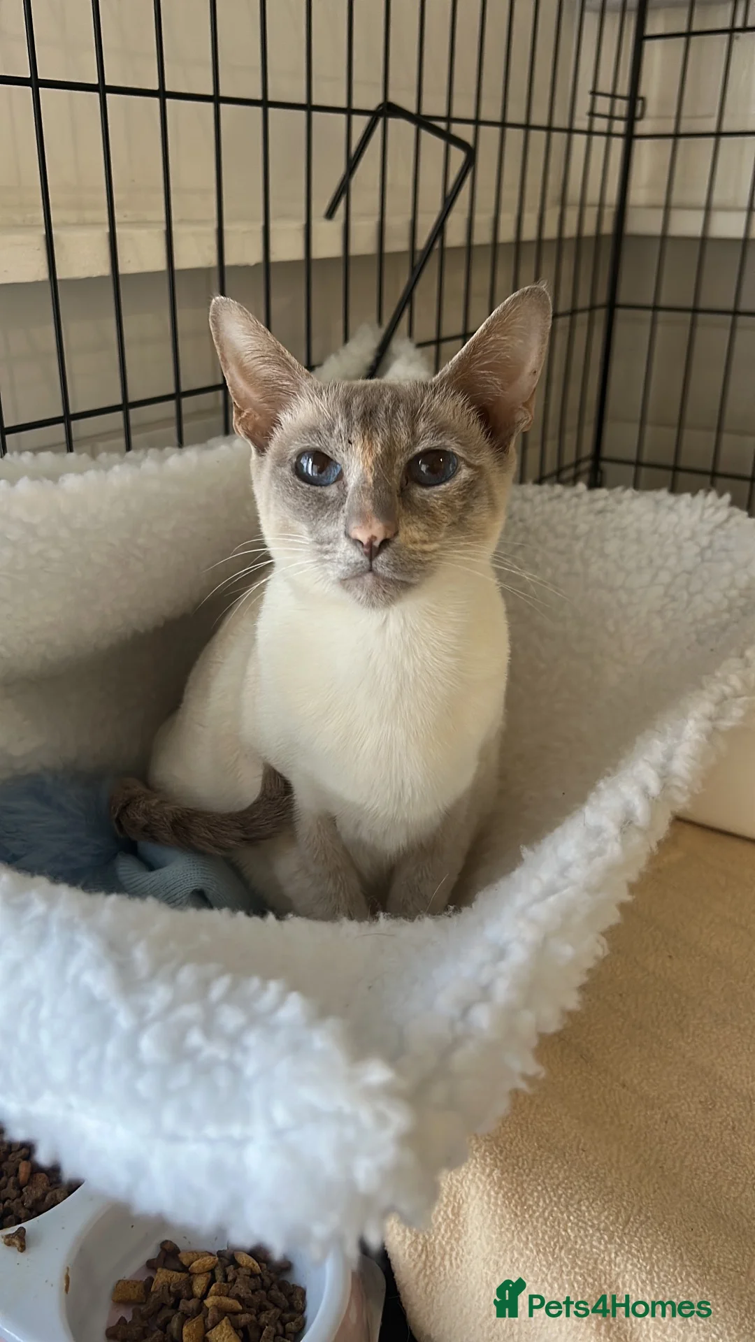Siamese cats for sale: BSH X Lilac Point Siamese  - Advert 1