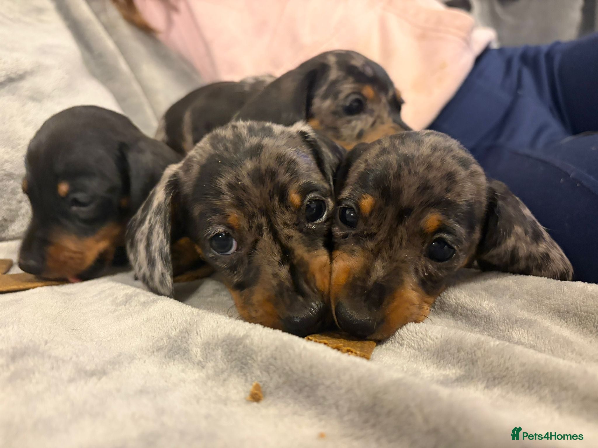 Miniature Dachshund dogs Kennel Club Miniature Dachshunds ready 23rd May - Advert 17