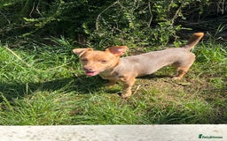 Jack Russell dogs for sale: Miniature Jack Russell  - Image 23