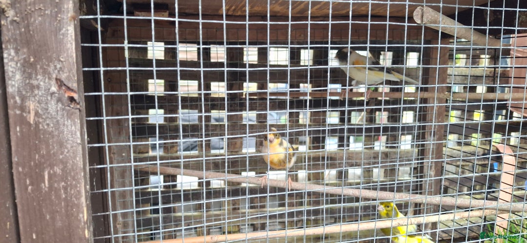 Canaries birds for sale: 6 Canaries  - Advert 2