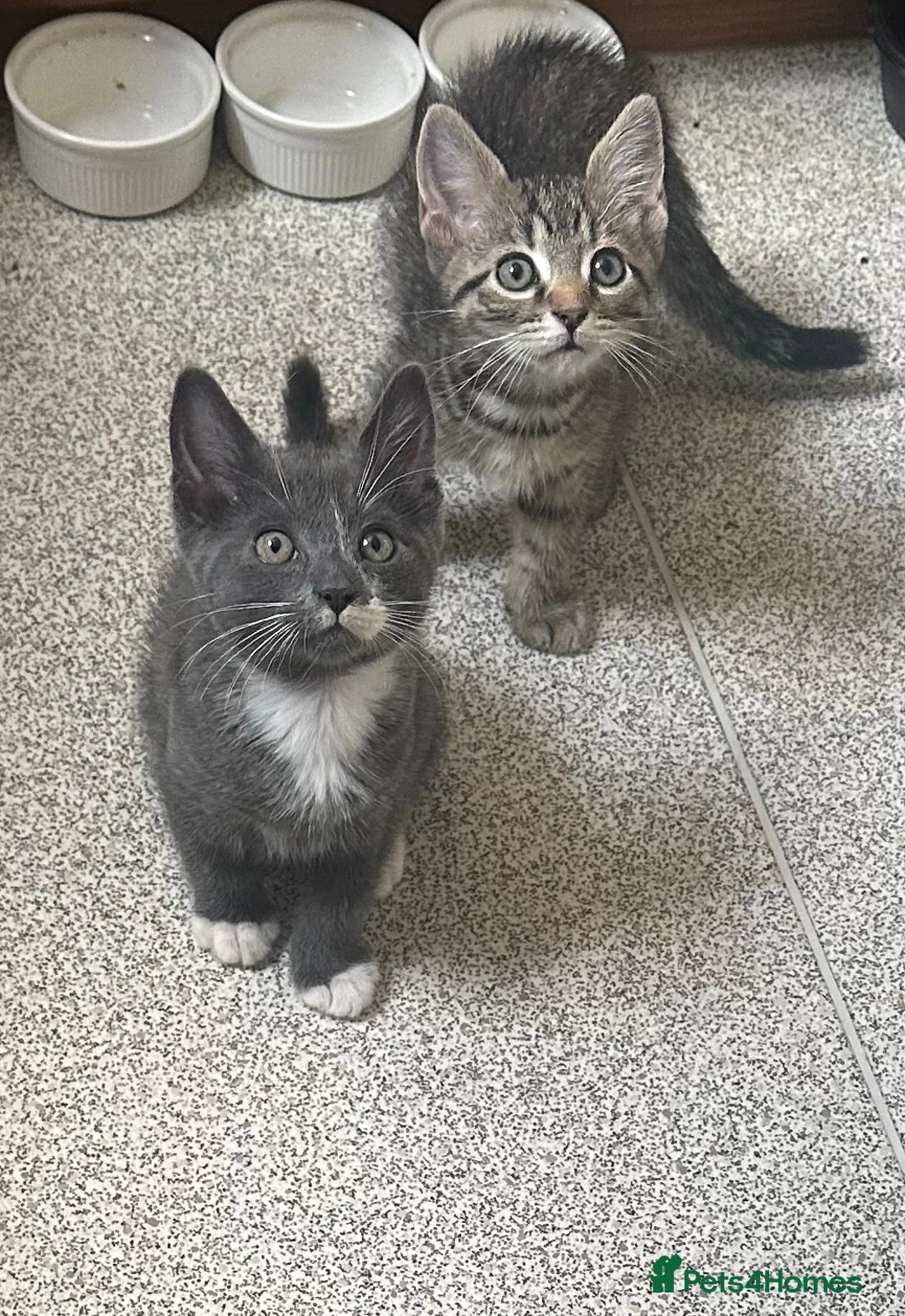 British Shorthair cats for sale: 1 Cat, 2 kittens. - Advert 2