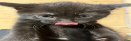 Mixed Breed cats for sale: 4 Beautiful Black female kittens - Advert 4