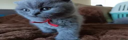 British Shorthair cats for sale: Gccf registered blue BSH kittens - Advert 8