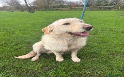 Mixed Breed dogs for sale: Lovely boy dog for sale  - Image 1