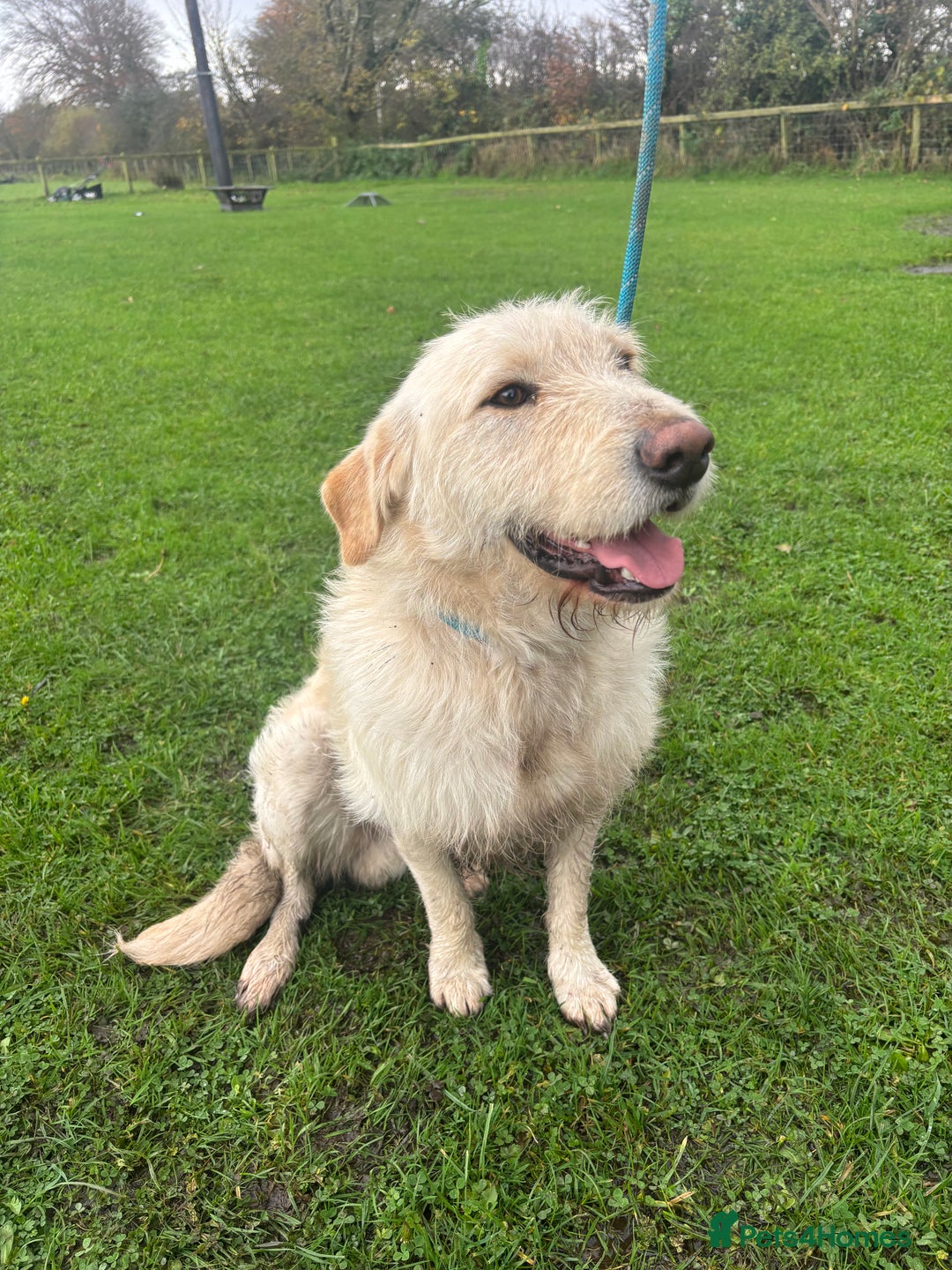 Mixed Breed dogs for sale: Lovely boy dog for sale  - Image 1