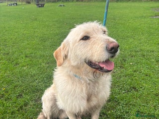 Mixed Breed dogs - Advert 2