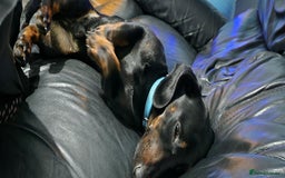 Mixed Breed dogs for sale: Male dacshund  - Image 8