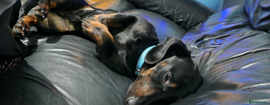 Mixed Breed dogs for sale: Male dacshund  - Image 8