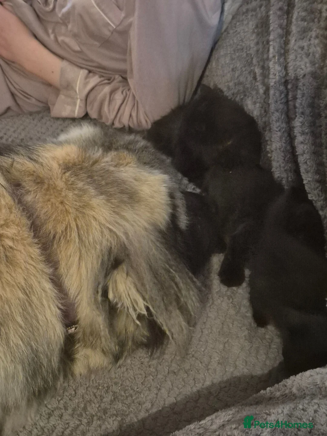 Mixed Breed cats for sale: Gorgeous little fluffy balls  - Advert 9