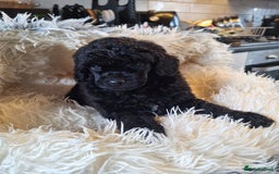 Miniature Poodle dogs for sale: KC REGISTERED MINIATURE POODLES - Image 15