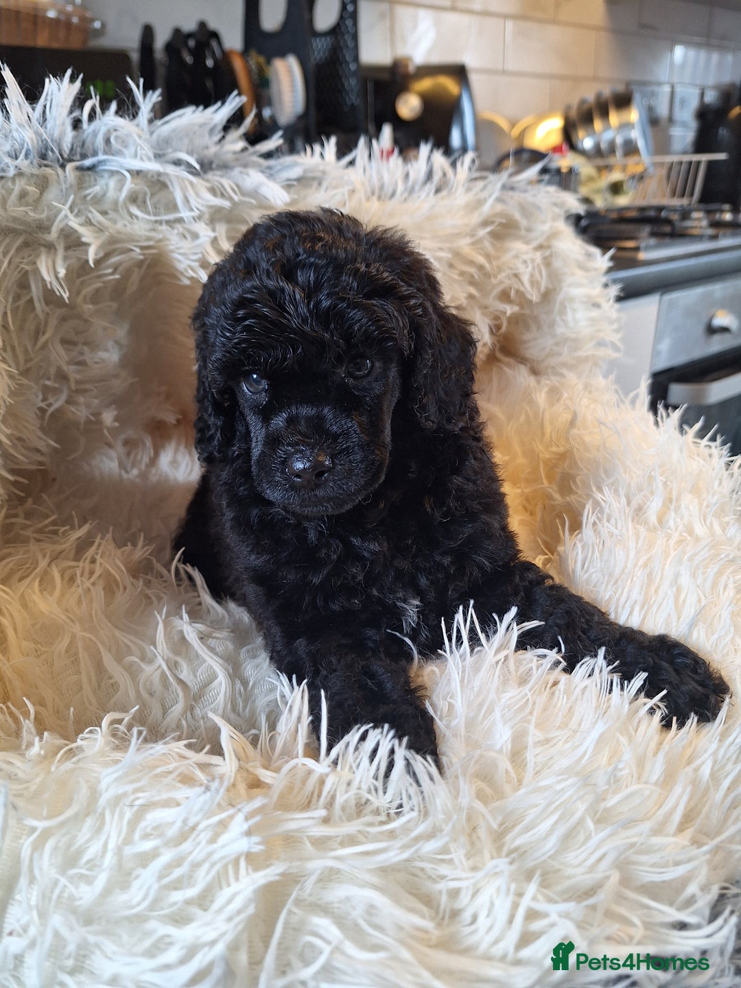 Miniature Poodle dogs for sale: KC REGISTERED MINIATURE POODLES - Image 15