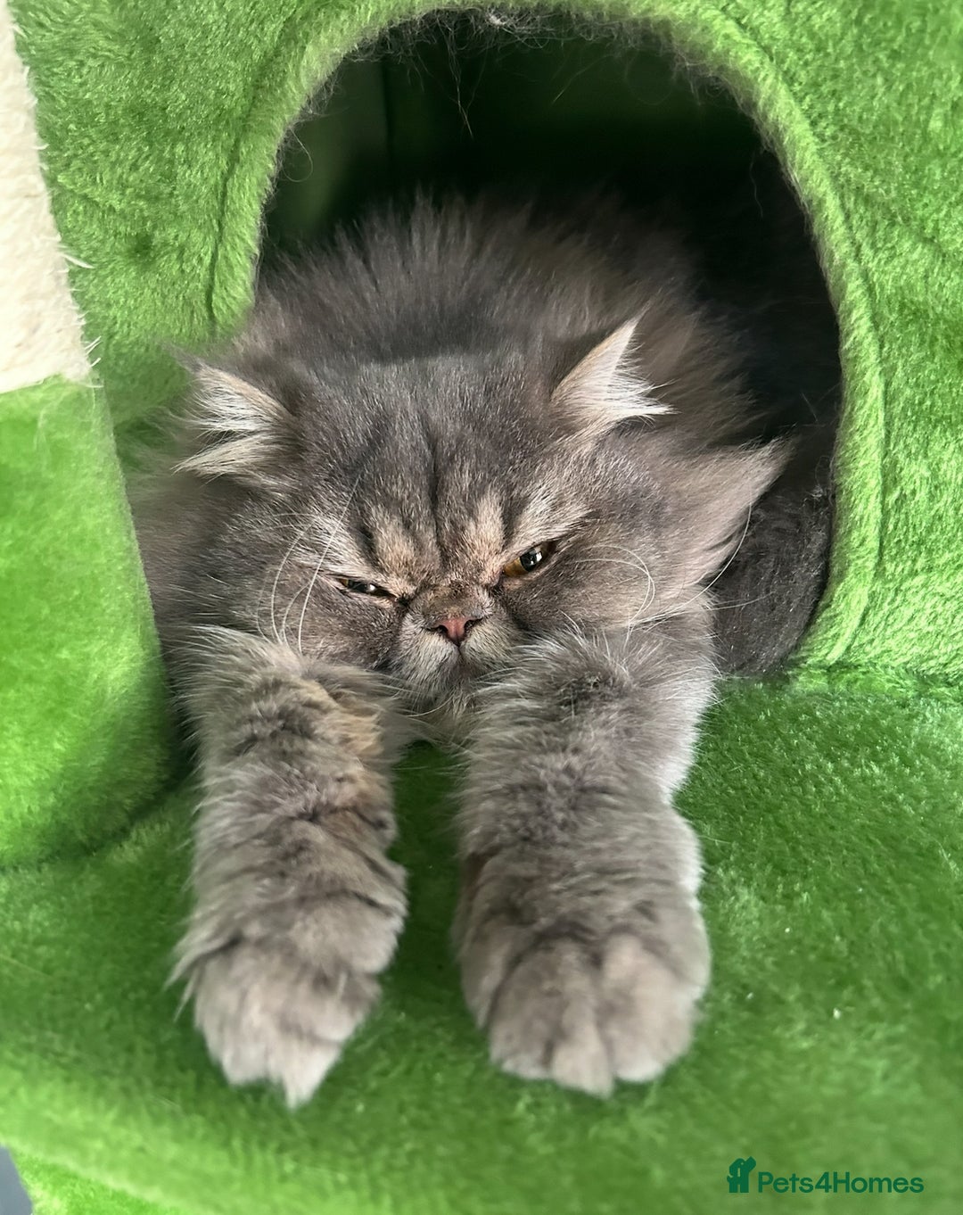 Ragdoll cats for sale: Loving Indoor Cat Duo Seeking Their Forever Home  - Image 13