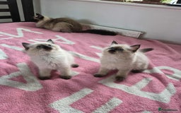 Ragdoll cats for sale: Ragdoll kittens  - Image 3