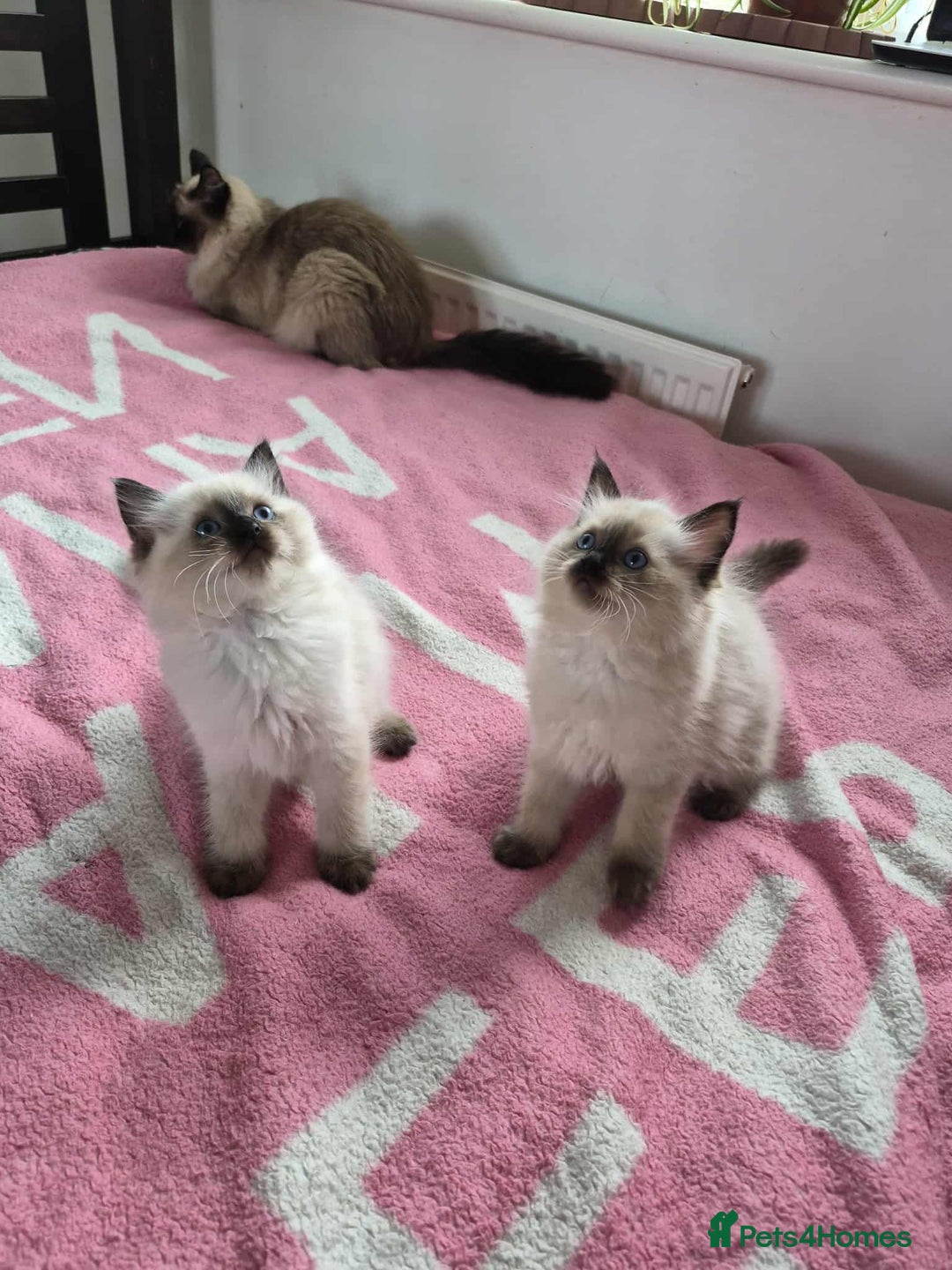 Ragdoll cats for sale: Ragdoll kittens  - Image 3