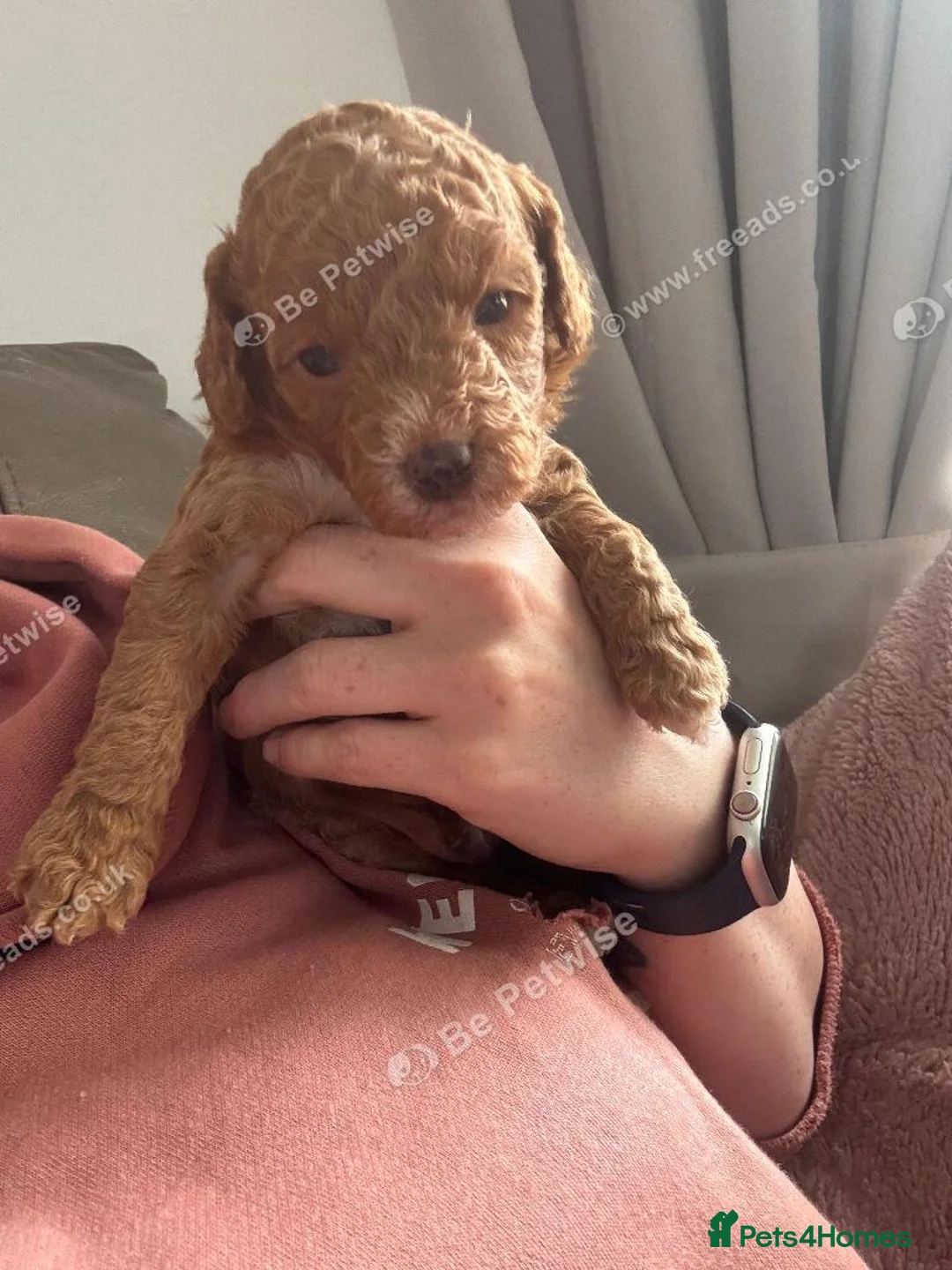 Miniature Poodle dogs for sale: Stunning Miniature Poodle Puppies 1 Boy and3 Girls in Cambridge - Advert 2