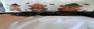 Miniature Dachshund 1