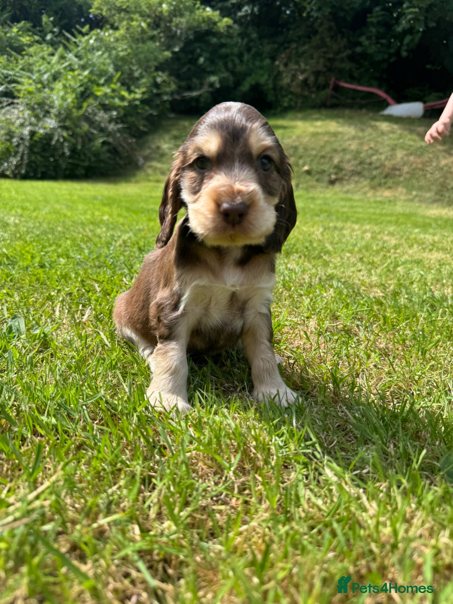 Cocker Spaniel dogs for sale: DNA tested clear Show type Cocker Spaniels in Ystrad Meurig - Advert 16