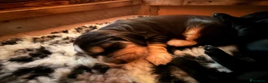 Cocker Spaniel 6