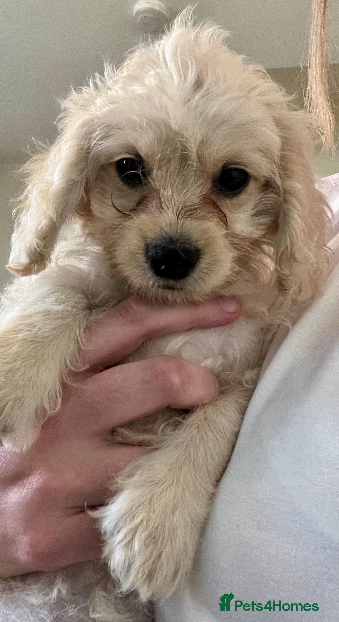 Mixed Breed dogs for sale: Adorable Maltipoo x Cockapoo puppies - Image 6