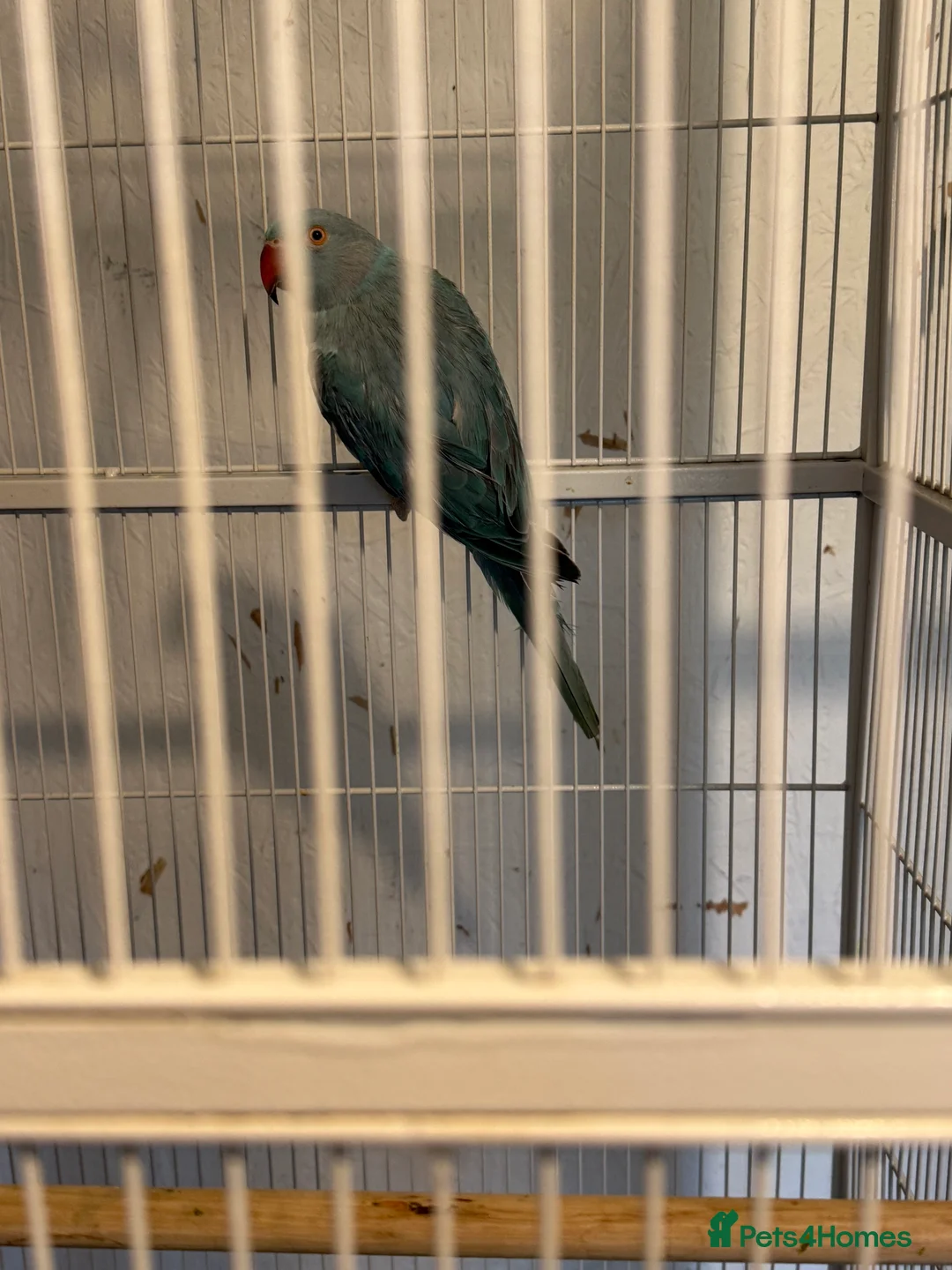 Parakeets birds for sale: 2 female Indian ring necks  - Advert 4