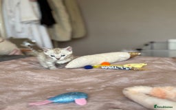 Bengal cats for sale: 💙Stunning Silver Mink Bengal TICA registered  - Image 19