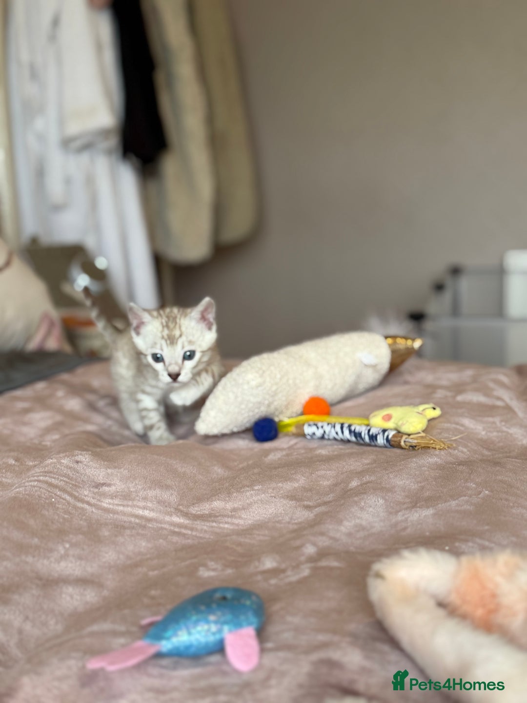 Bengal cats for sale: 💙Stunning Silver Mink Bengal TICA registered  - Image 19