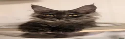 Maine Coon cats for sale: One beautiful black smoked Maine coons ready soon - Advert 3
