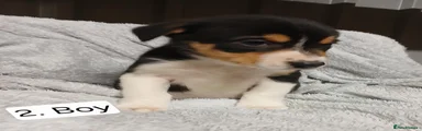 Border Collie 2