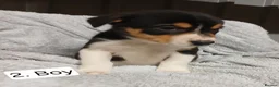 Border Collie dogs for sale: Outstanding Tri-Colour Border Collie Puppies - Advert 4