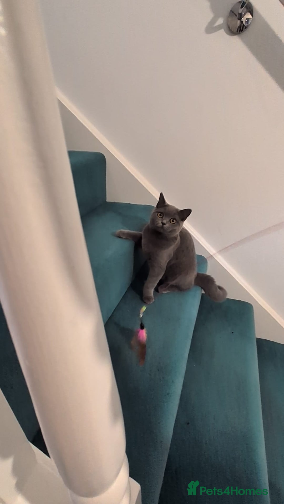 Domestic Shorthair cats for sale: 3 boys, 1 girl kittens  - Image 4