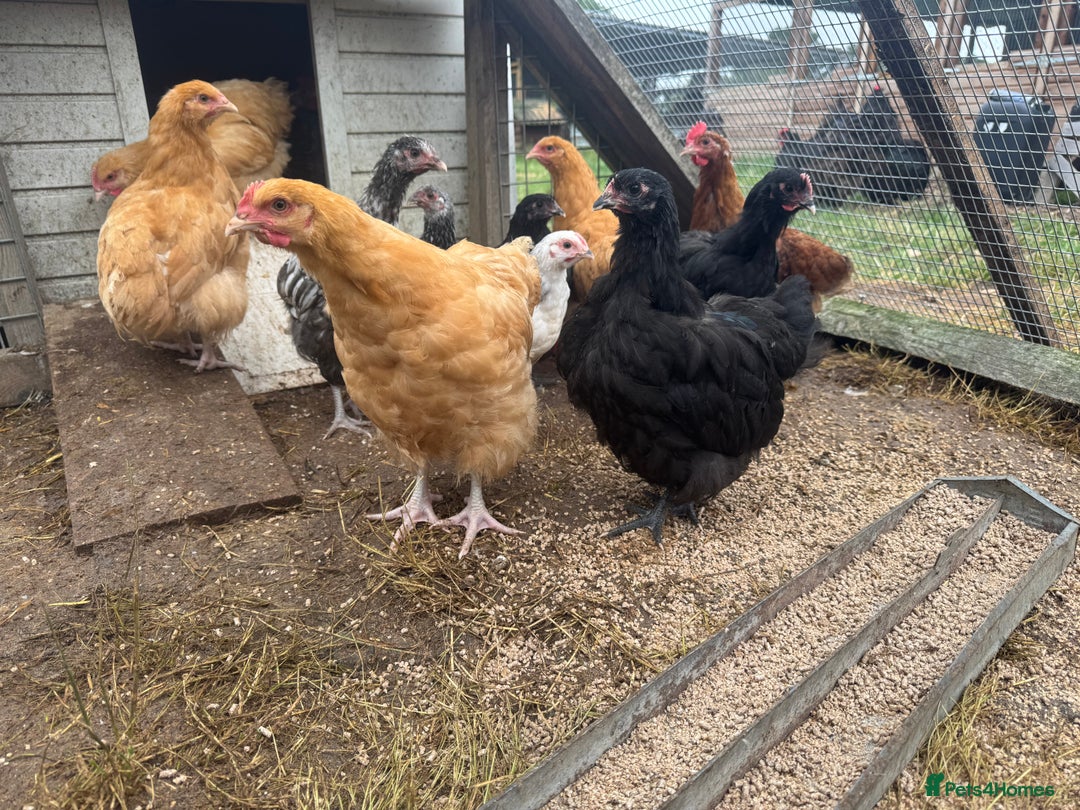 Chickens poultry for sale: Trio of Orpington’s Black or buff  - Image 3