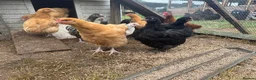 Chickens poultry for sale: Trio of Orpington’s Black or buff  - Advert 3