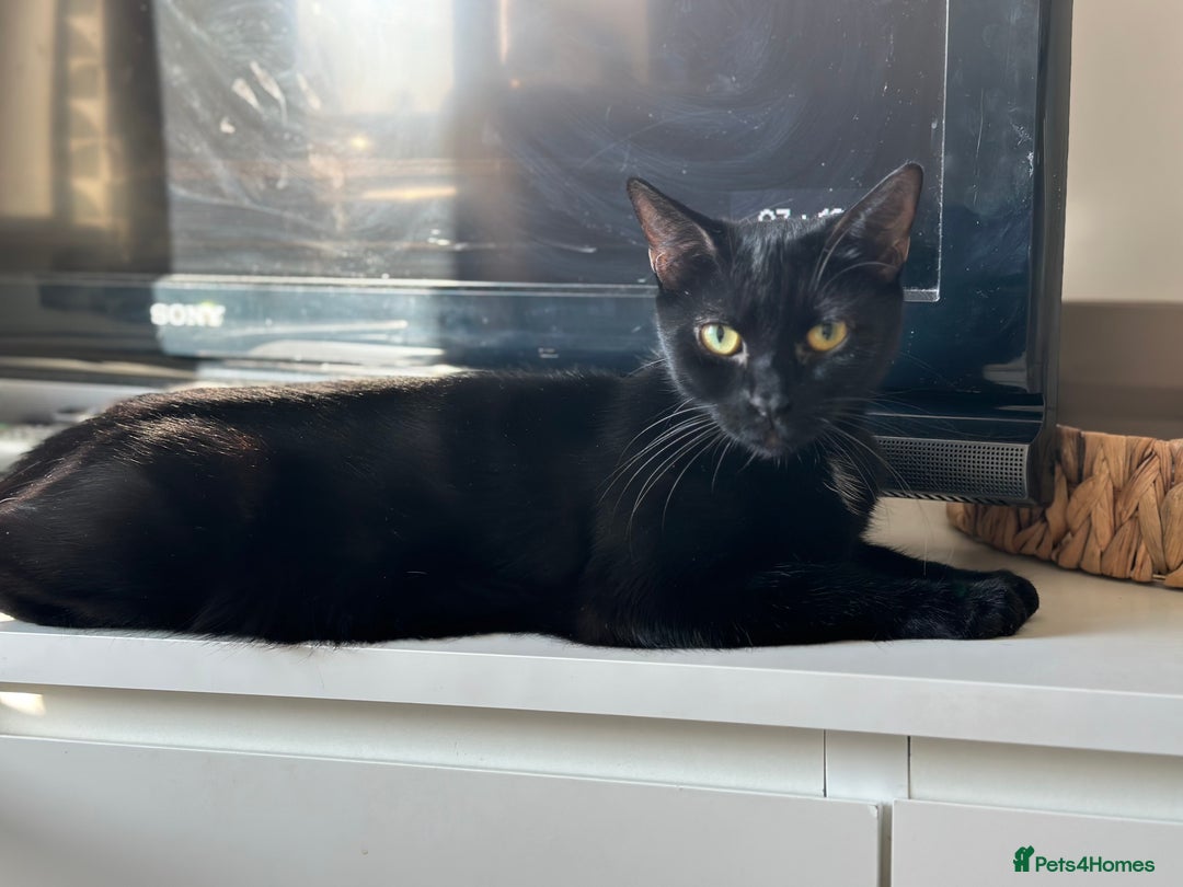 Mixed Breed cats for sale: Cat for rehoming  - Image 3