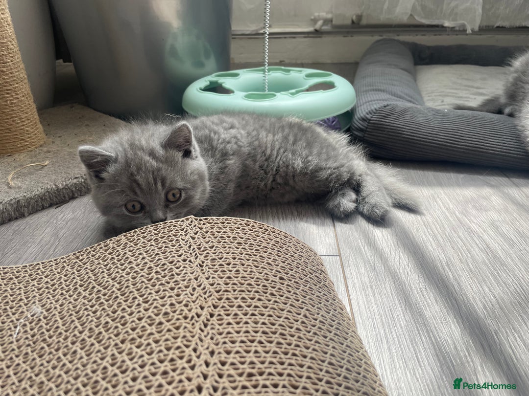 British Shorthair cats for sale: Wonderful, fluffy British Shorthair kittens - Image 14